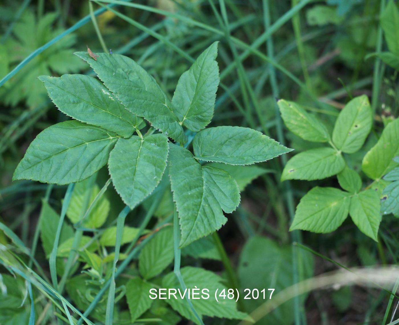 Ground-elder leaf